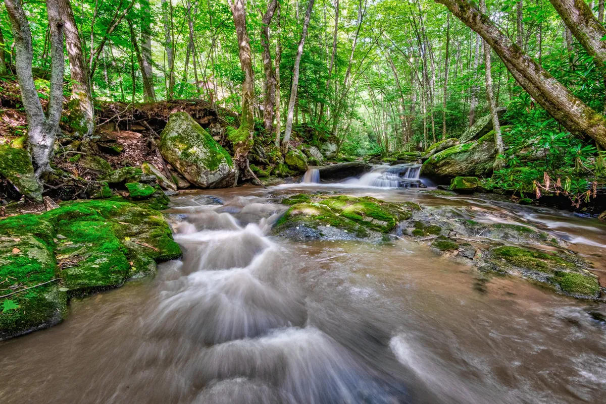 A tranquil view of flowing water moving over moss-covered rocks beneath a canopy of lush green trees. The setting is serene and inviting, perfect for nature lovers, anglers, or anyone seeking quiet reflection by the creek.