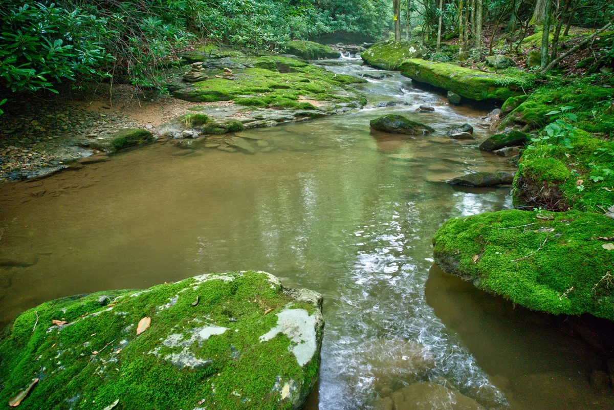 A tranquil stream bordered by moss-covered rocks and calm, clear water, surrounded by natural greenery. The peaceful setting evokes the cabin’s creekside location and the restorative outdoor experience guests can enjoy.